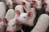 African swine flu: Poultry, pigs from Kerala banned